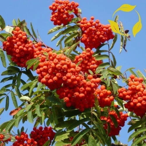 Rowan Tree Seeds - Sorbus aucuparia European Mountain Ash - Fall Color & Berries for Garden Planting