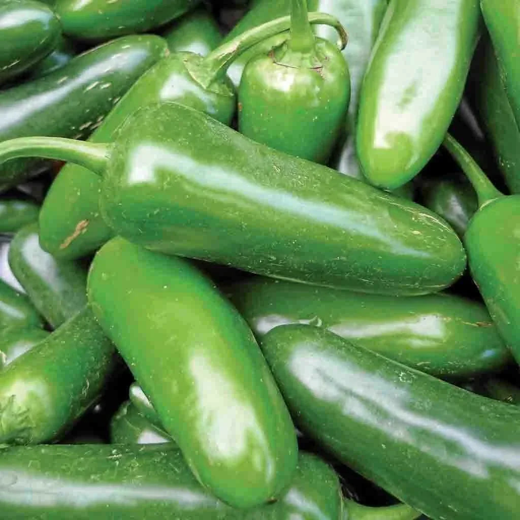 Jalapeno Pepper Seeds 50+ Non-GMO Capsicum annuum Vegetable Seeds USA