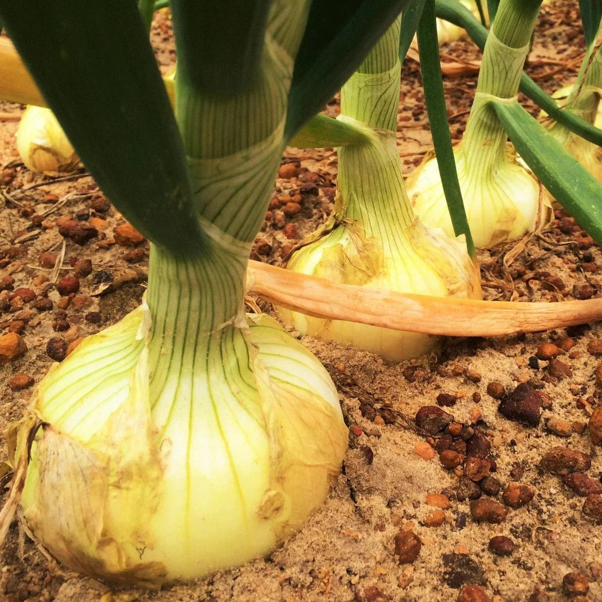 Vidalia Onion Seeds - Yellow Granex Variety - Allium cepa - Sweet Noonday Onion Seeds for Home Gardening