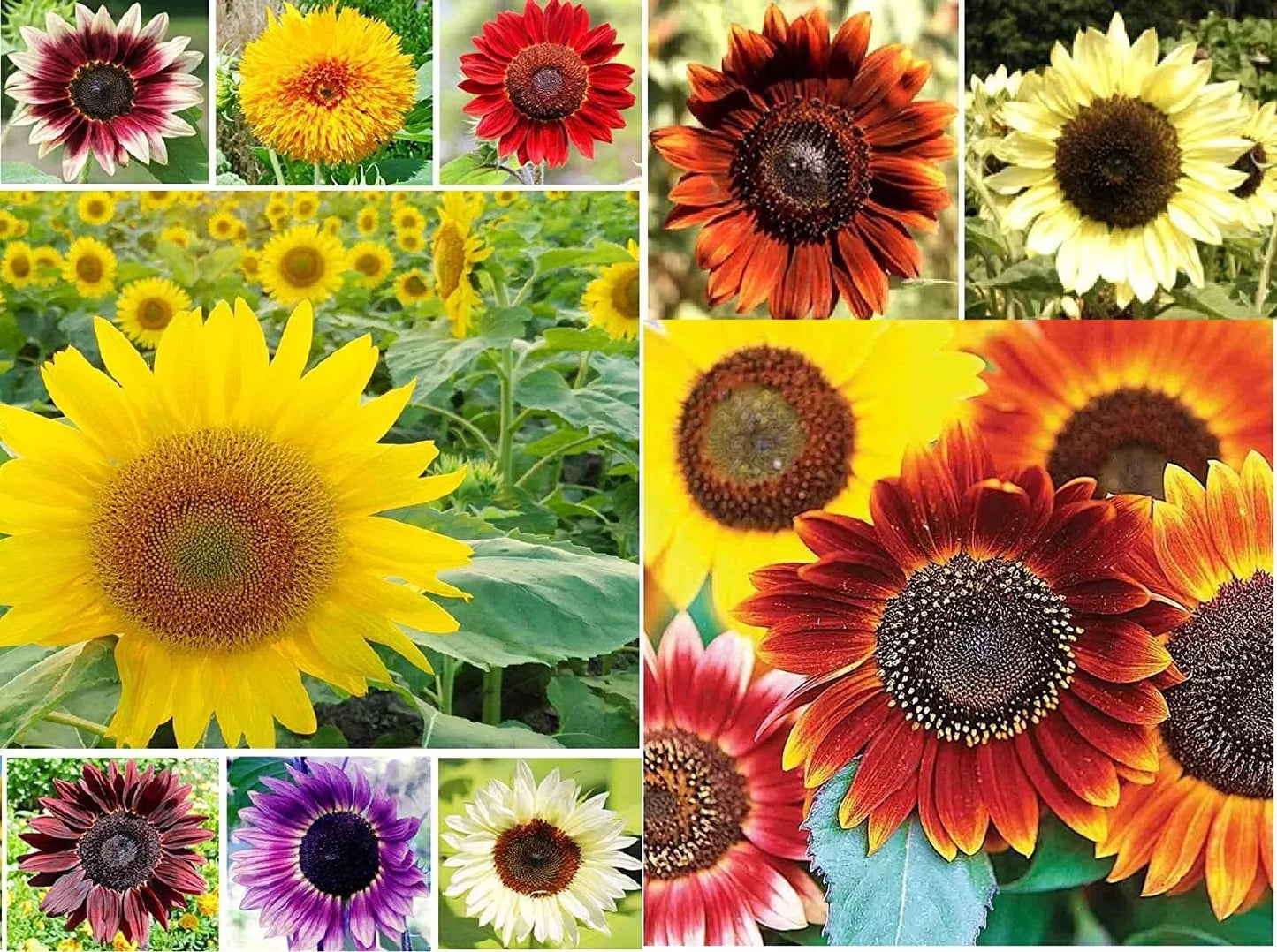 Sunflower Seeds for Planting - Jumbo Mix Pack - 500+ Helianthus Varieties - Bright Colors & Easy Grow