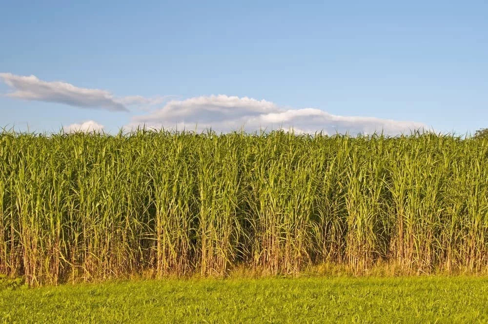 Switchgrass Seeds 2 Pounds - Panicum virgatum Prairie Grass for Landscaping, Erosion Control & Wildlife Habitat
