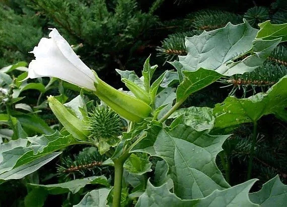 Datura Stramonium Seeds - Jimsonweed, Ornamental & Medicinal Plant Seeds, 50 Pack