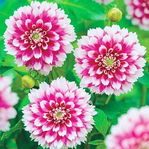 25 Fuzzy Wuzzy Dahlia Seeds | Perennial Dahlia pinnata Flowers | Colorful Garden Blooms