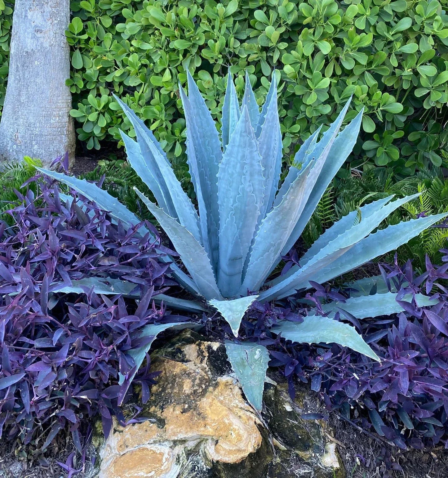 Live Blue Agave Cactus Plant 5-8" Tall - Agave Americana Succulent