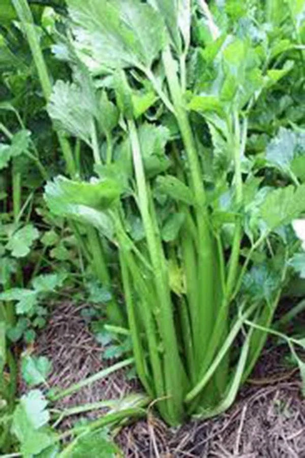 Celery Seeds, 25+ Heirloom Tendercrisp, Non-GMO, Organic Gardening, Apium graveolens, Salad & Soup Plant Packet