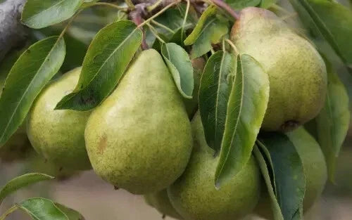 Packham's Triumph Pear Seeds - 25+ Pyrus communis Fruit Tree Seeds for Garden Planting, Juicy, Easy to Grow
