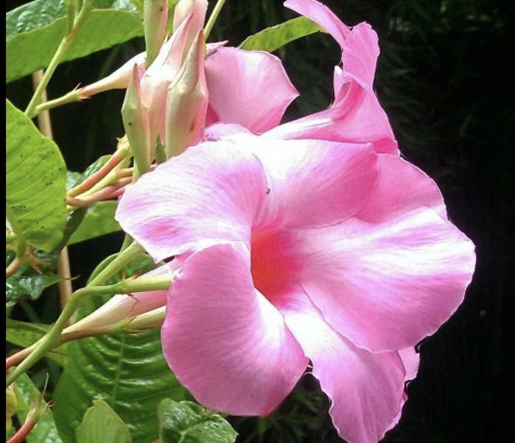 Mandevilla Alice Dupont Pink Live Plant Plugs - 3 Inch Tropical Flowering Vine