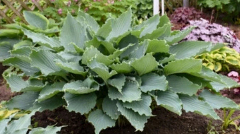 Hosta Diamond Lake Perennial Shade Plant - Blue-Green Foliage, Lavender Flowers, Hosta hybrid