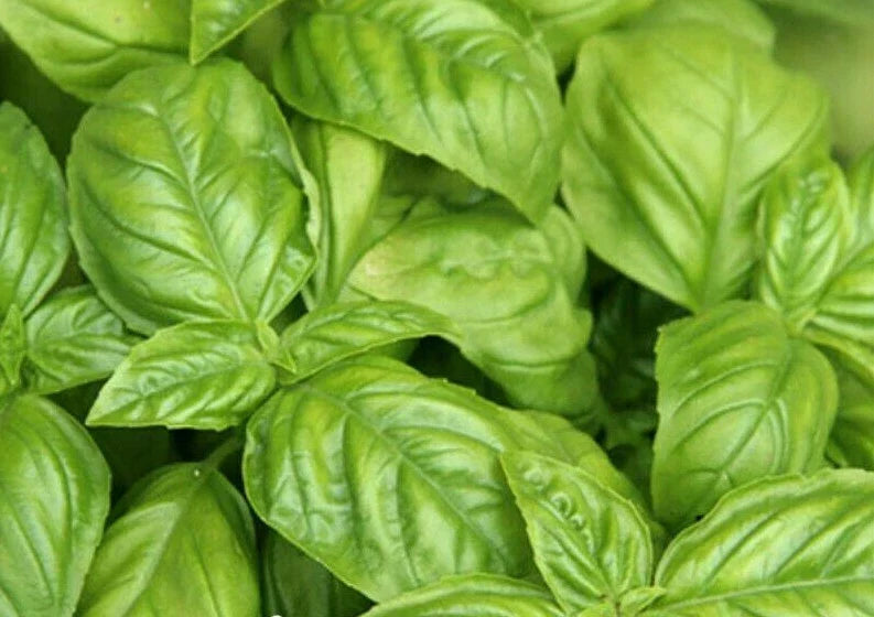 Basil Seeds 300+ Italian Large Leaf - Ocimum basilicum Culinary Herb