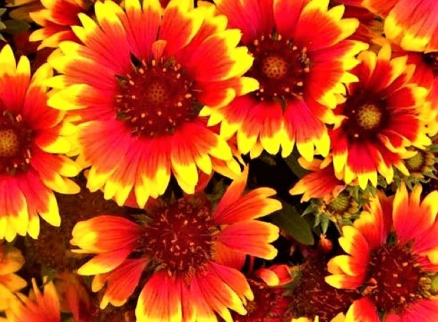 Indian Blanket Seeds - Gaillardia pulchella Wildflower Seeds for Garden Planting, Vibrant Colorful Blooms, Attracts Pollinators, 100+ Seeds