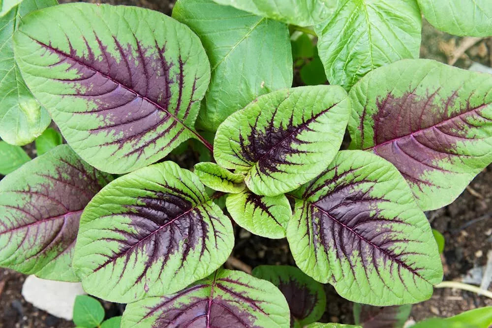 Striped Spinach Seeds - 500+ Heirloom Spinacia oleracea for Garden Planting in Iowa