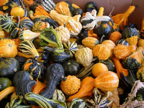 Gourd Seeds Mix Large & Small Ornamental NON-GMO Cucurbita spp.