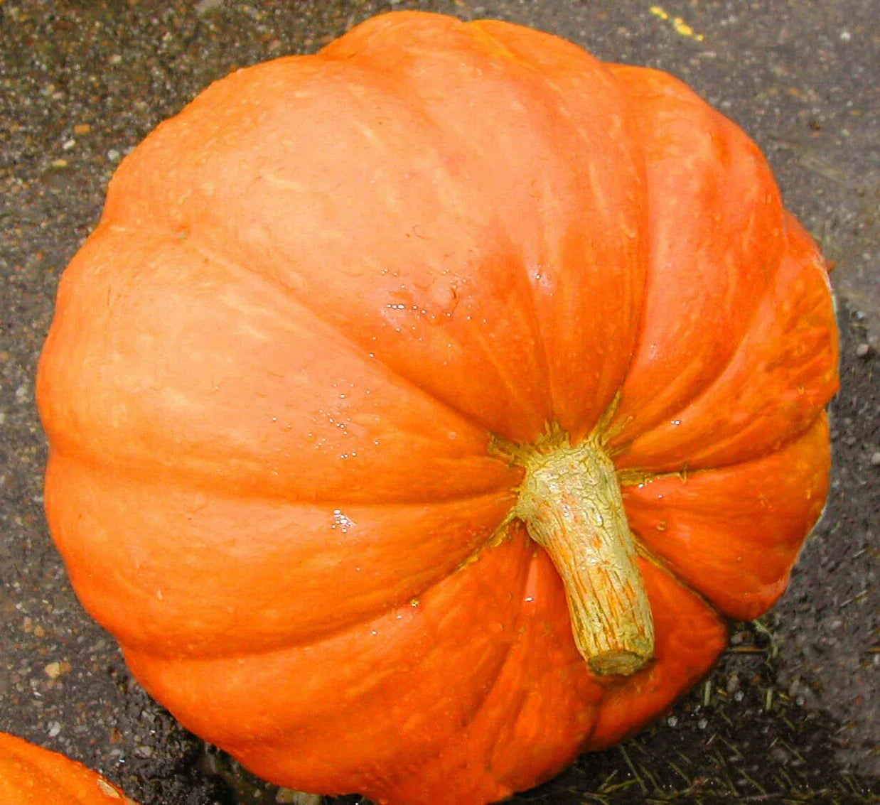 Big Max Pumpkin Seeds - 10+ Seeds - Giant 50-100 lbs Pumpkins - Cucurbita pepo