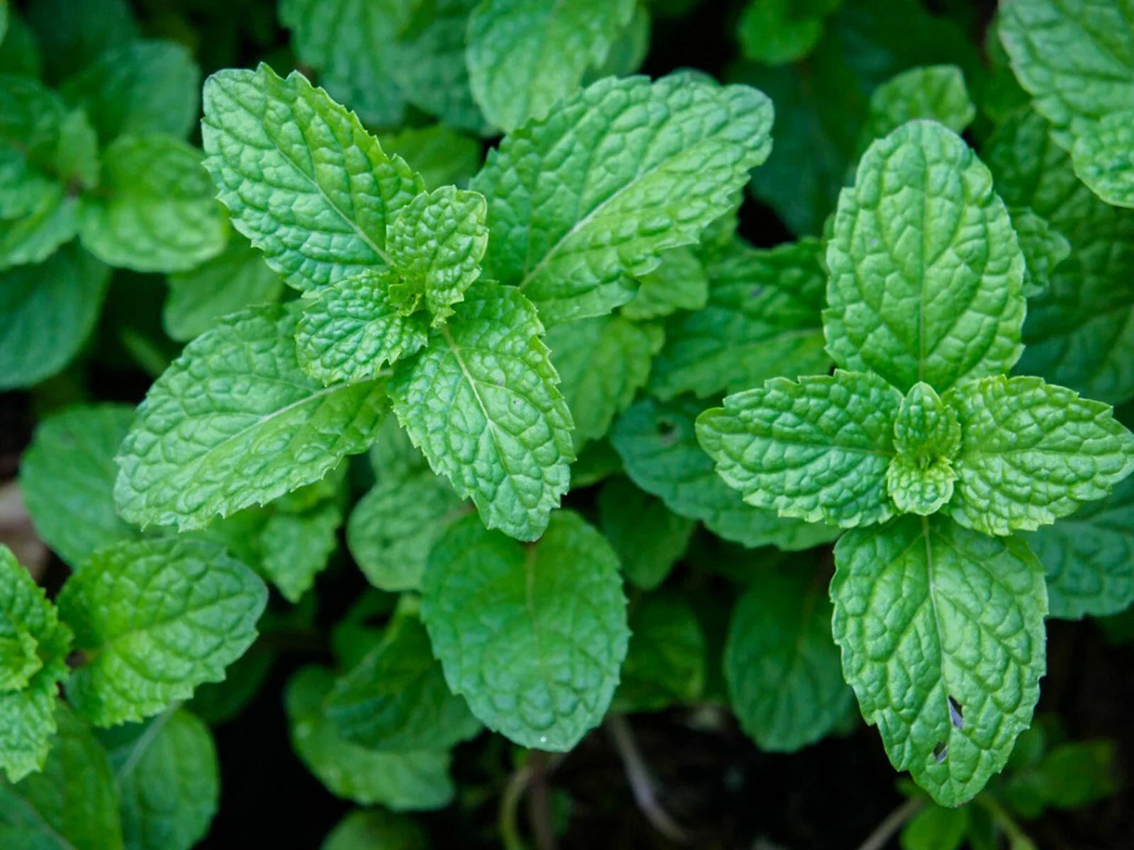 Peppermint Seeds - Heirloom Mentha piperita Herb Garden Pack of 100+ Seeds for Culinary & Tea Use