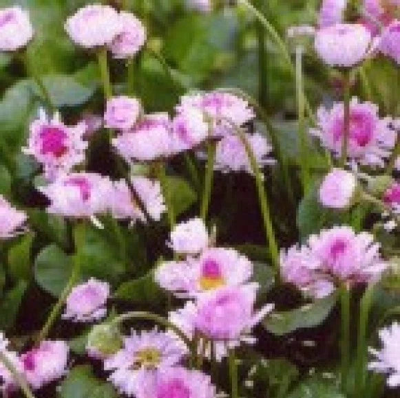 English Daisy Flower Seeds - 200 Fresh Bellis Perennis Seeds for Borders, Containers, Garden Beds, Perennial, Free USA Shipping