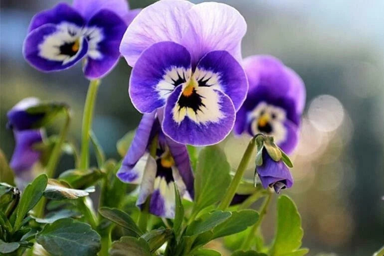 50PCS Mixed Color Violet Seeds - Perennial Viola spp. Garden Flowers for Borders, Containers, and Landscape