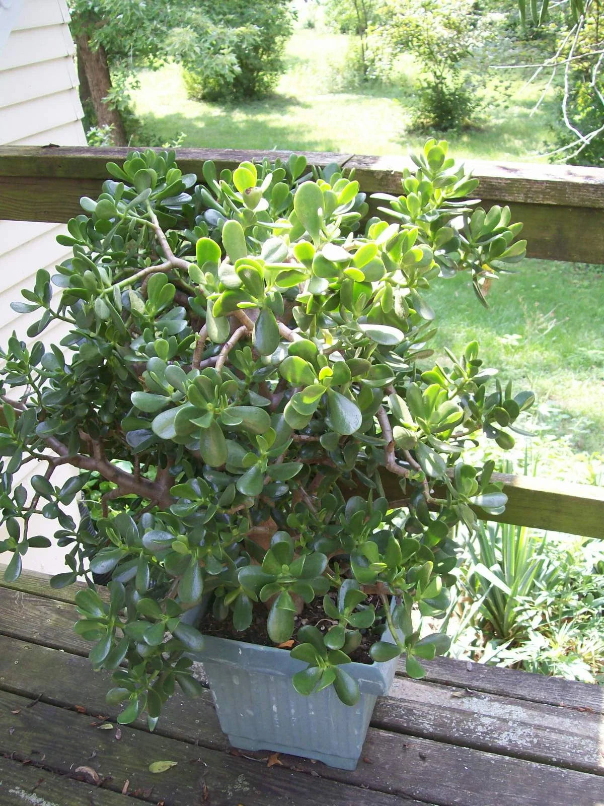 Jade Plant Starters 4-6" Rooted Crassula ovata Indoor Succulent Houseplant Easy Care