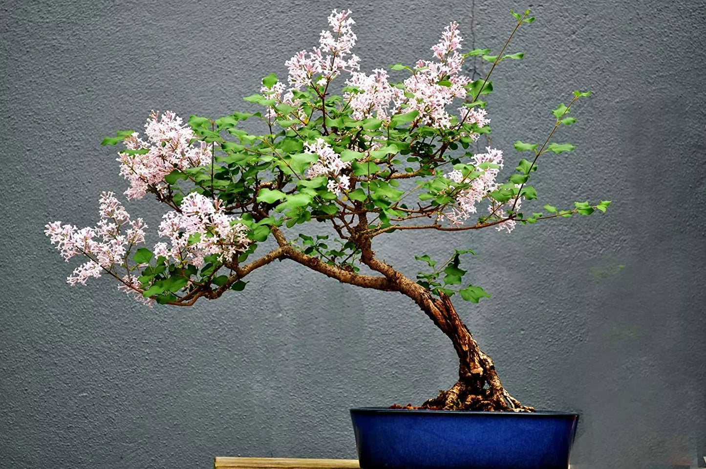 White Lilac Bonsai Tree Seeds - 30 Pack Syringa vulgaris for Indoor & Outdoor Cultivation