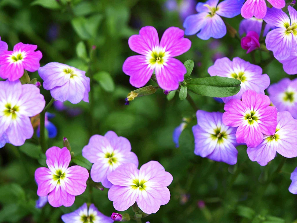 2700 Virginia Stock Seeds Bulk - GroCo USA Flower Seeds with Free Shipping