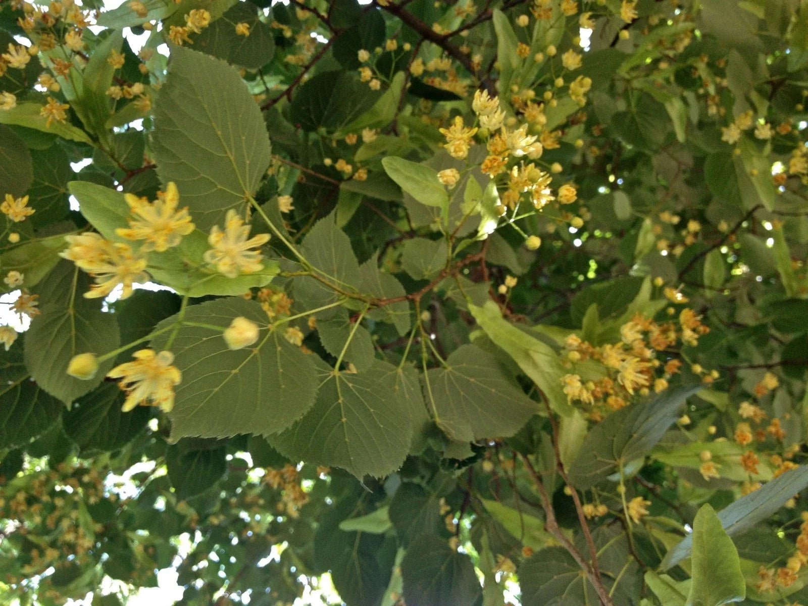 American Linden Seeds 8 Pack Tilia americana Basswood Tree for Landscaping and Shade
