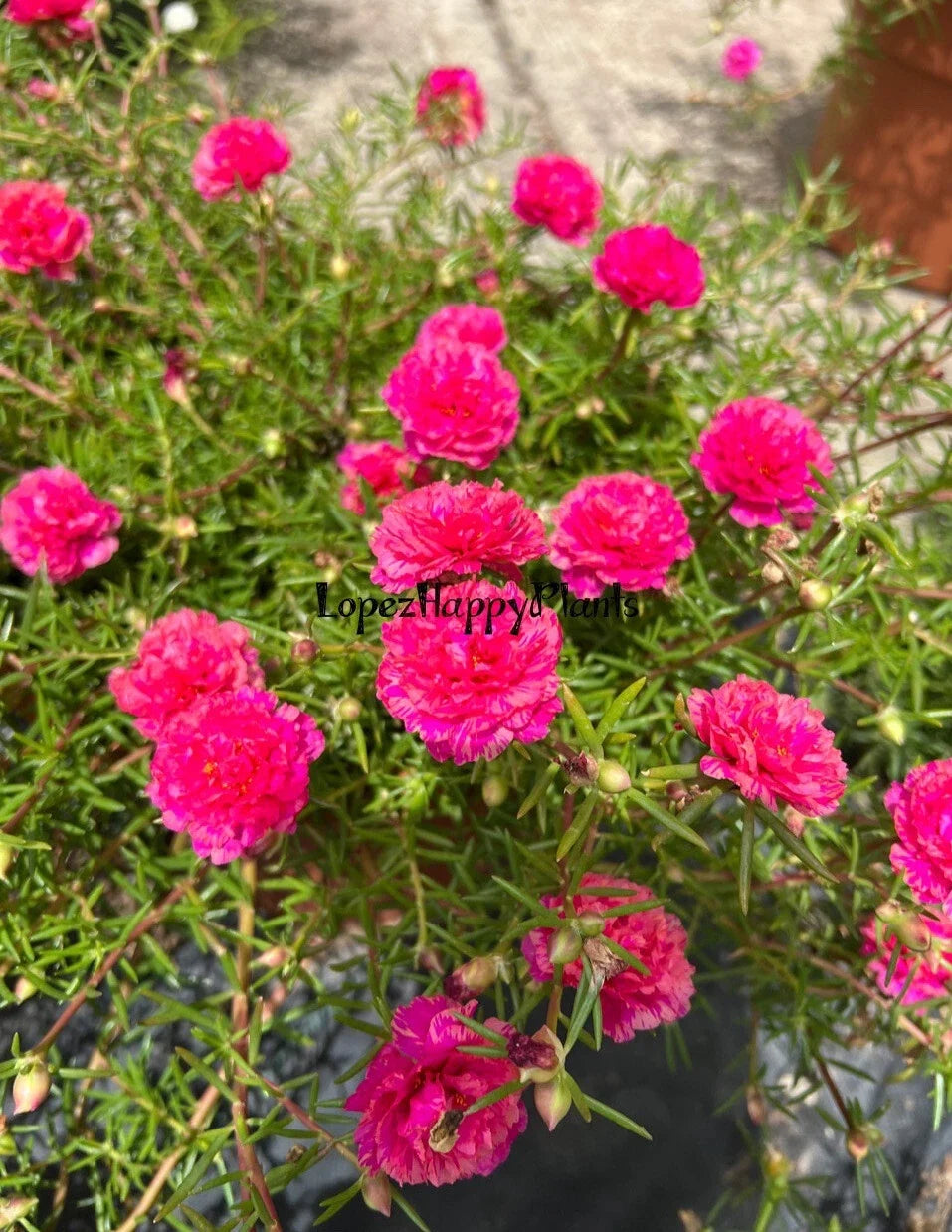 Unrooted Plant Cuttings - Portulaca Moss Rose (Pink) - Portulaca oleracea