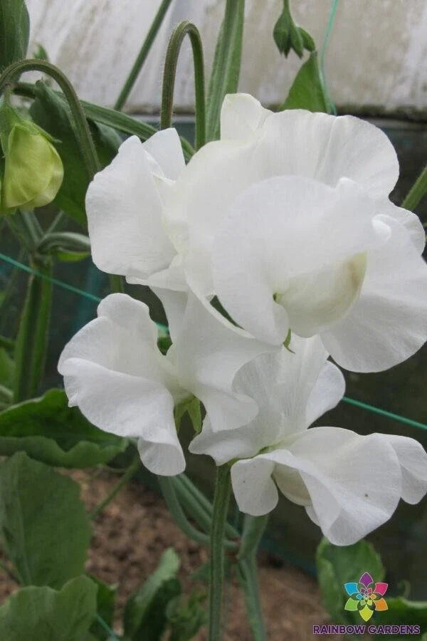 Mary Priestley Sweet Pea Seeds - 50+ Premium Lathyrus odoratus Garden Seeds for Climbing Vines, Fragrant Flowers, USA Grown