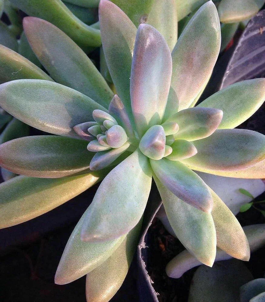 Pachyveria 'Blue Pearl' Unrooted Cuttings - 10 x 3" XL Succulent Plants for Decor