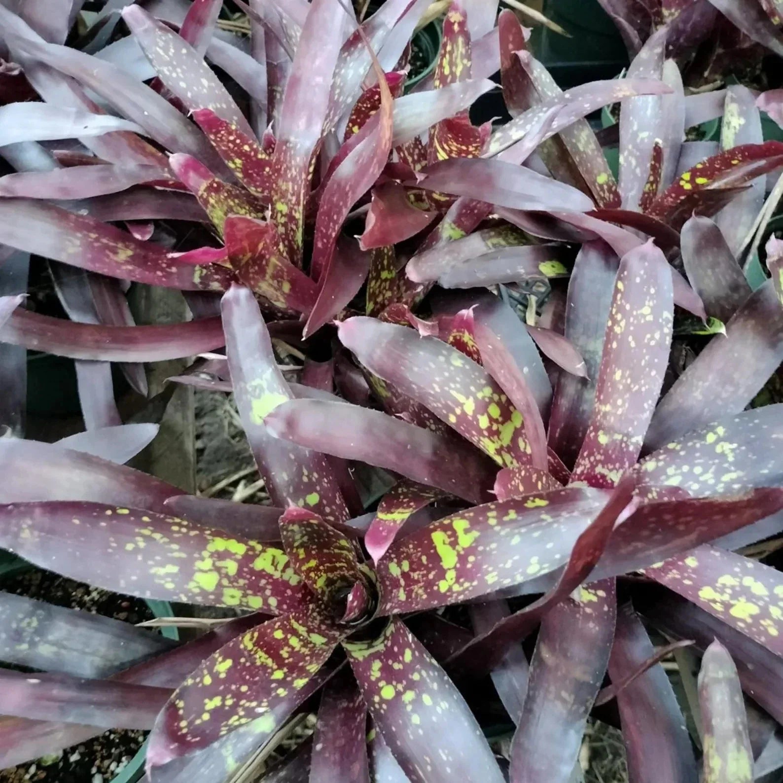 Neoregelia Gympie Parade Bromeliad Plant - Colorful Offset Indoor Tropical Houseplant