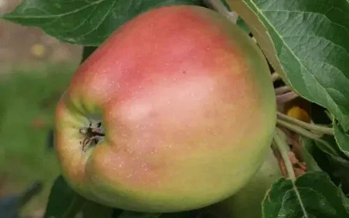 Arthur Turner Apple Seeds - 25+ Non-GMO Heirloom Fruit Tree Seeds for Home Garden, Malus domestica