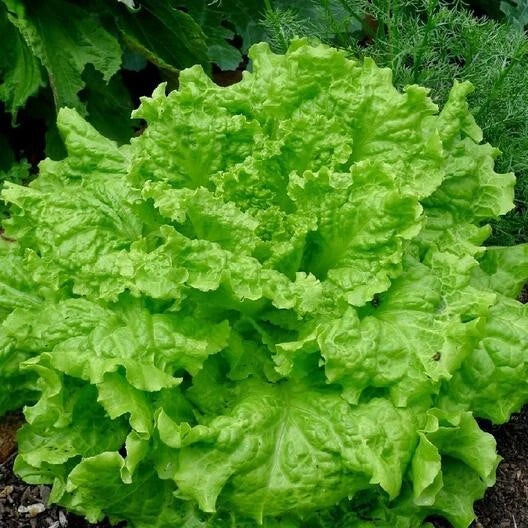 Black Seeded Simpson Lettuce Seeds - Organic Non-GMO Loose-Leaf Salad Greens, Lactuca sativa, Pack of 100