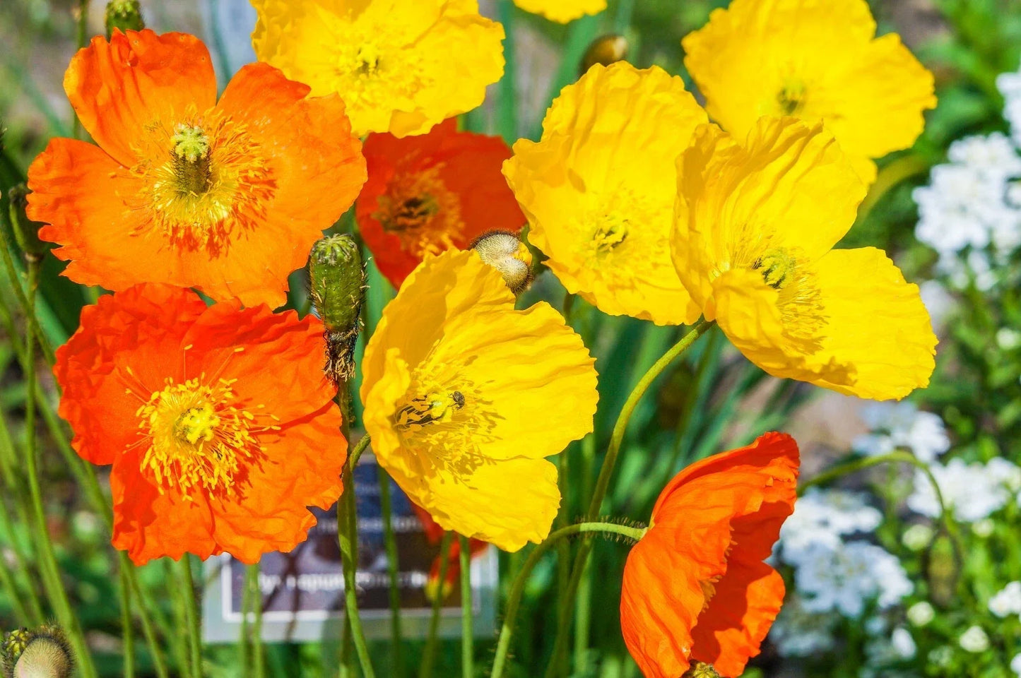 Welsh Poppy Seeds - 154 Seeds for Shade Garden, Orange & Yellow Flowers, Perennial, Papaver cambricum