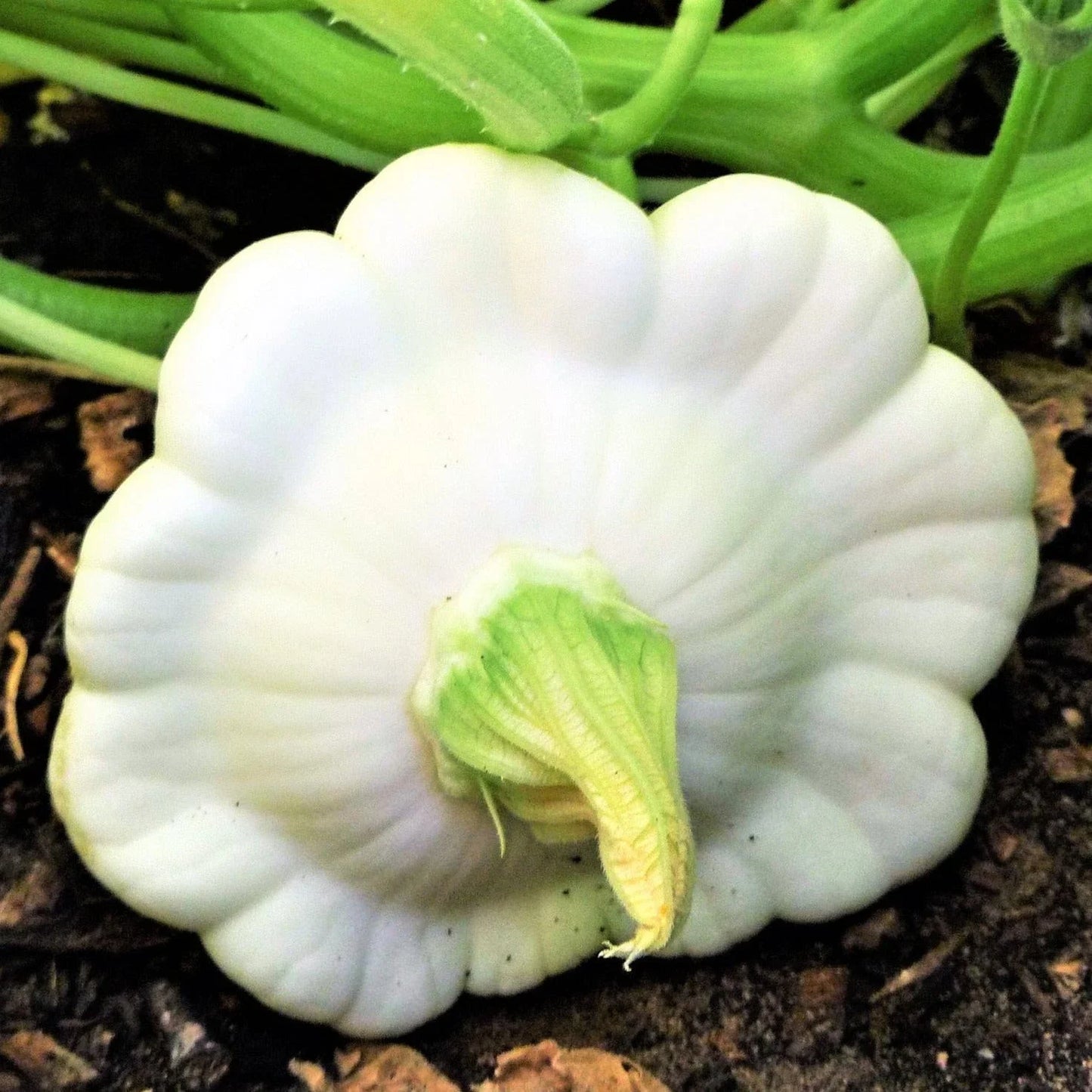 Early White Patty Pan Seeds - Heirloom Bush Scallop Squash for 2025 Planting - Cucurbita pepo, Compact, Flat White Squash, Gourmet Vegetable