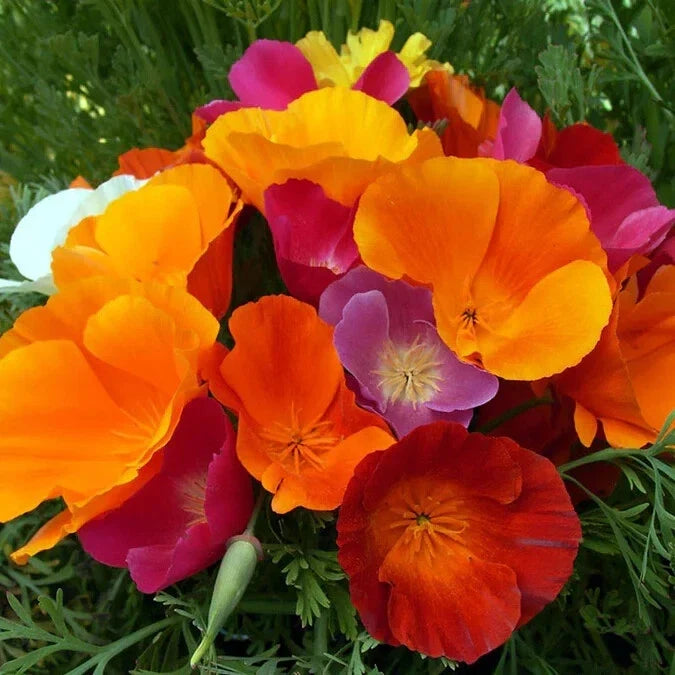 California Dreaming Mix Poppy Seeds - 200+ Pack - Eschscholzia californica - Vibrant Garden Flower Seeds