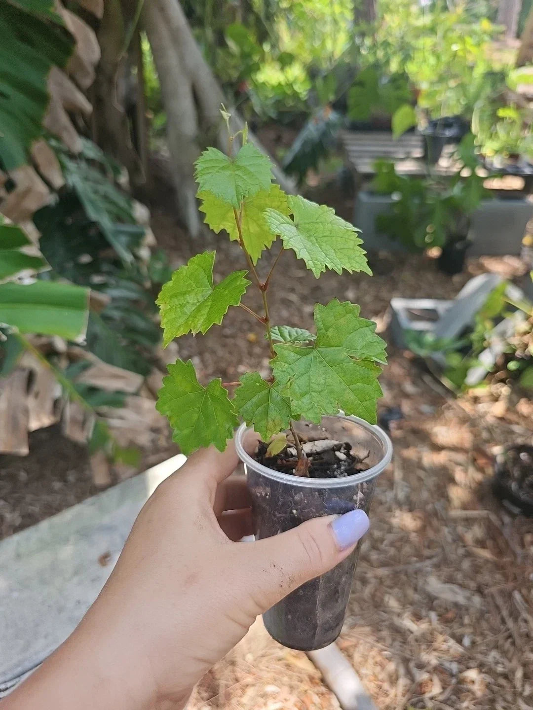 Muscadine Wild Florida Grape Live Plant - Vitis rotundifolia in 3" Pot for Food Forests