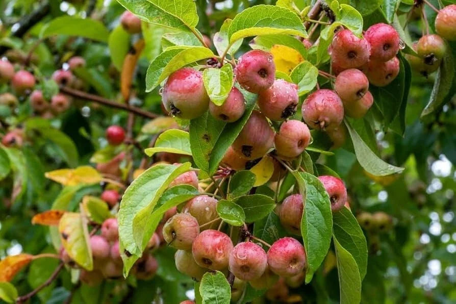Zumi Crabapple Tree - Rooted Plant with Edible Fruits, Spring Blooms, Wildlife-Friendly, Malus zumi, Zones 4-8