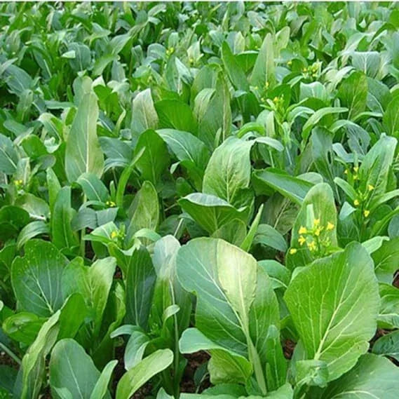 Yu Choy Sum Seeds - Heirloom Early Flowering Brassica Greens, Non-GMO, Organic
