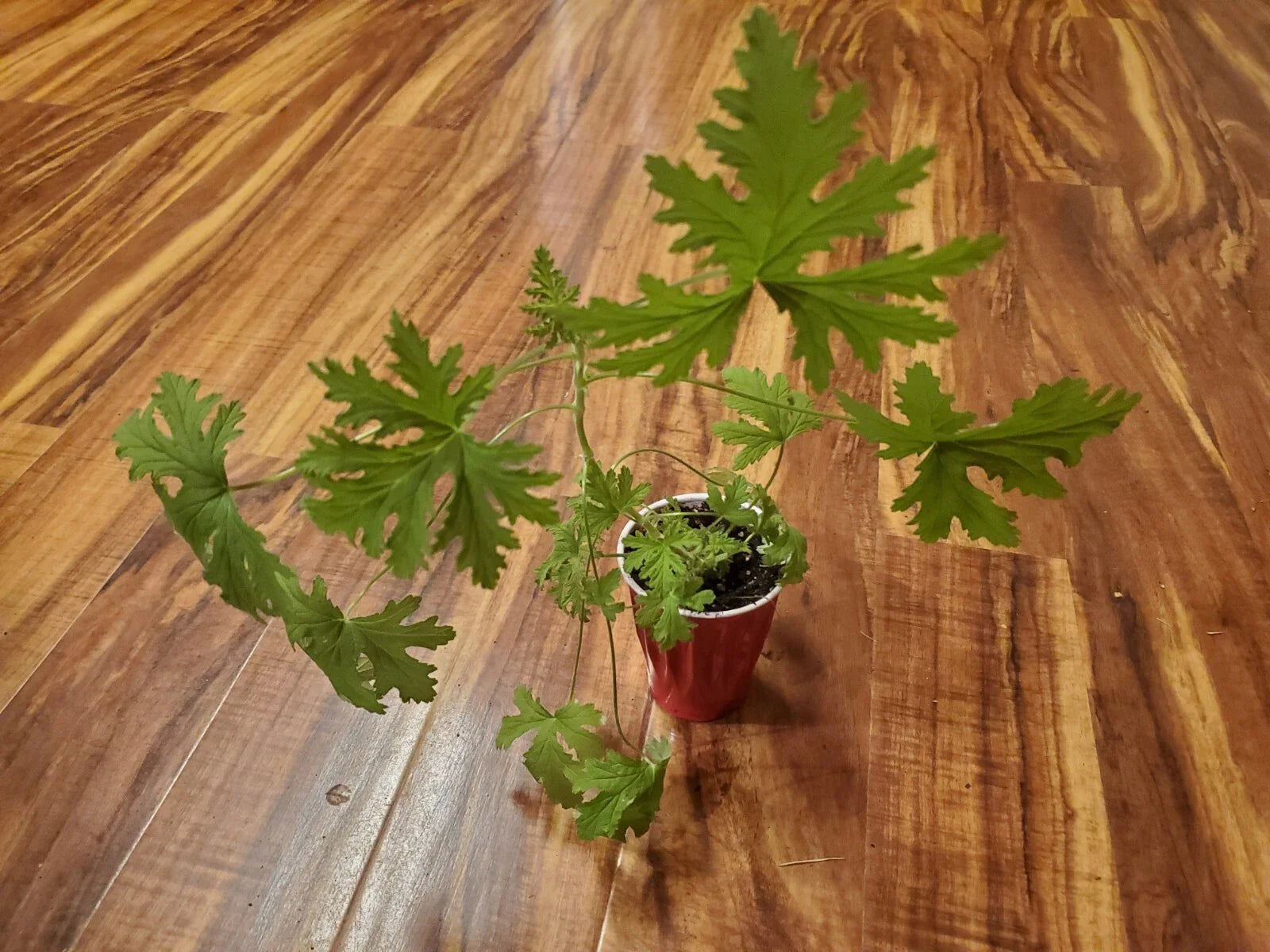 Large Citronella Plant Live Herb Pelargonium 'Citrosum' Aromatic Lemon Scented Pest Repellent
