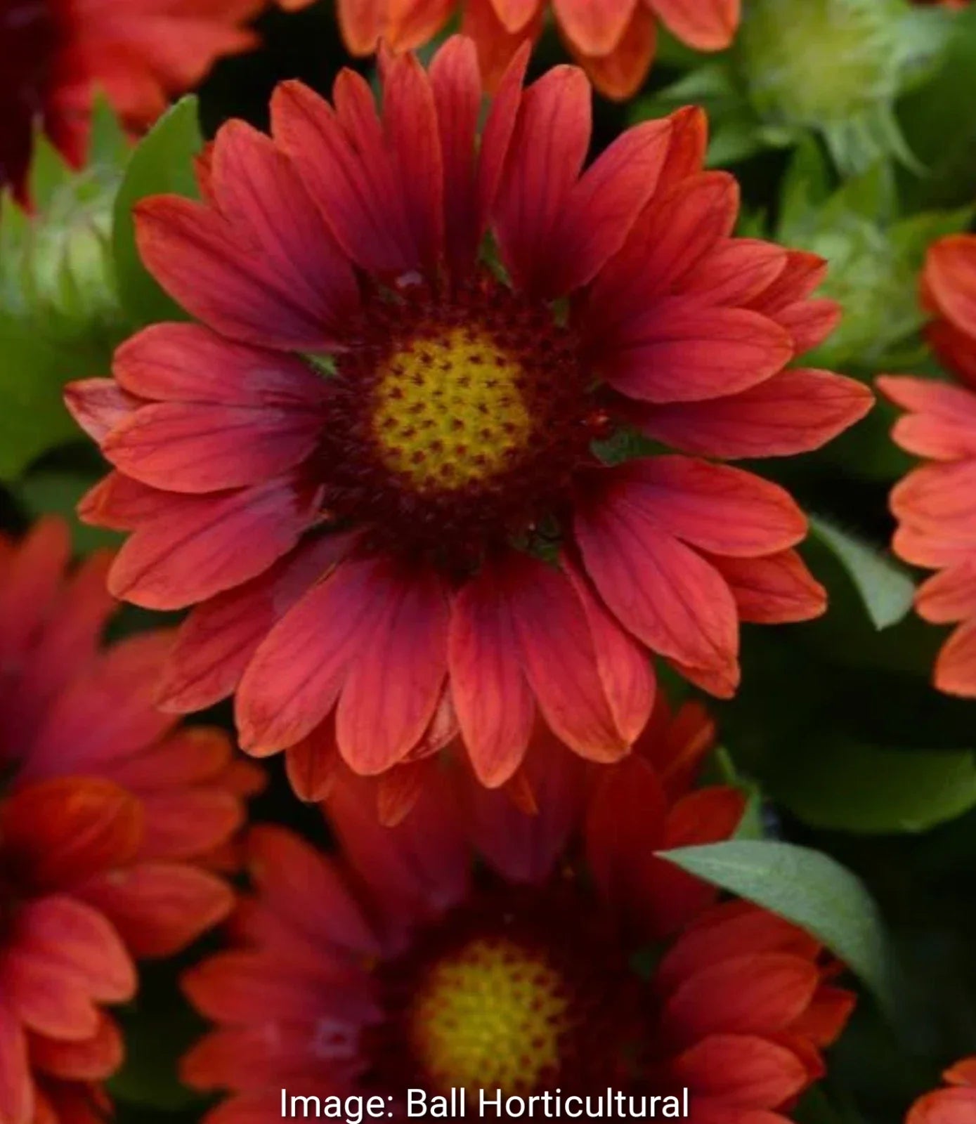 Gaillardia Mesa Red Live Perennial Starter Plants - Drought Tolerant Red Flowers, Gaillardia aristata, Zones 5-9, 4 Baby Plugs