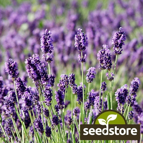 Munstead Lavender Seeds – Heirloom Non-GMO Aromatic Herb Seeds, Lavandula angustifolia, Compact, Fragrant Purple Blooms, 100 Seeds
