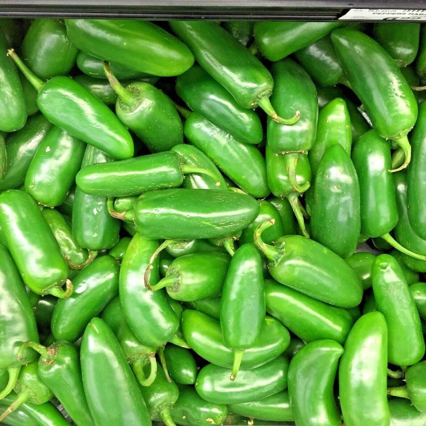 Jalapeno Pepper Seeds – Organic Vegetable Seeds for Summer Garden & Patio – Capsicum annuum, Spicy Hot Peppers, 75+ Seeds