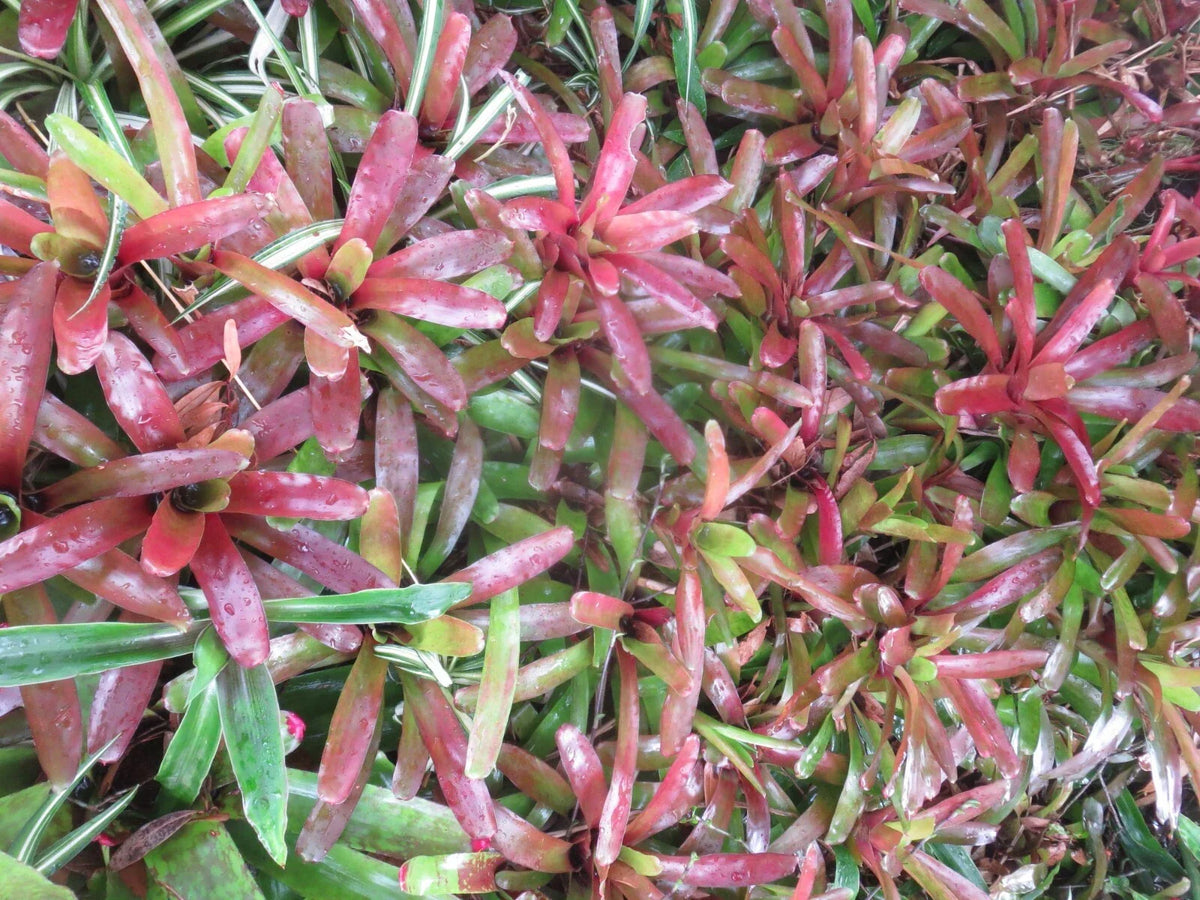 Neoregelia Bromeliad Fireball - 2 Vibrant Tropical Indoor Plants with Red and Green Foliage