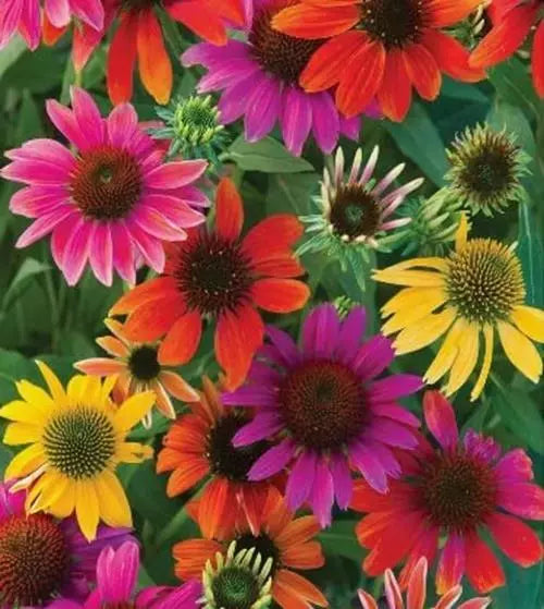 Mixed Coneflower Seeds - Echinacea purpurea - Easy to Grow Flowers for Gardens & Pollinators