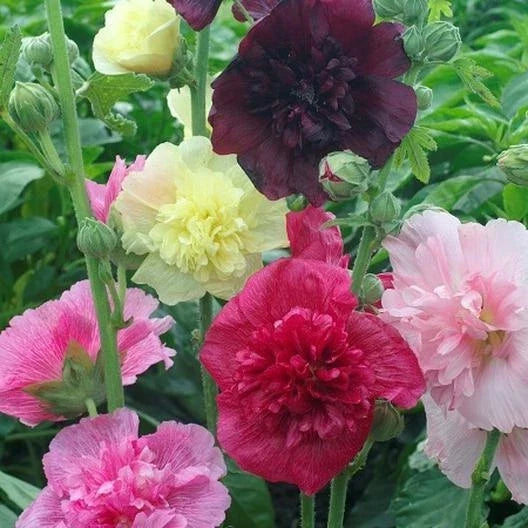 Hollyhock Seeds Dwarf Double Mix Pollinator-Friendly Alcea rosea 50 Seeds