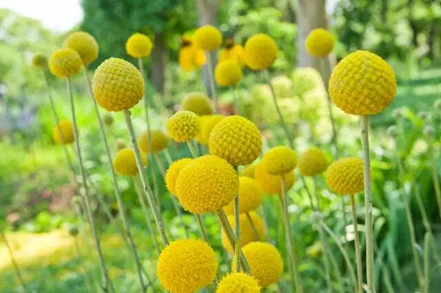 Yellow Globe Flower Seeds - 50 Pack, Trollius aureus, Bright Yellow Blooms, Cut Flowers & Flower Bonsai, Compact, Full Sun