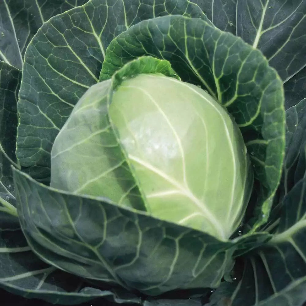 Cabbage Seeds Copenhagen Market 300+ Non-GMO Vegetable Garden Brassica oleracea