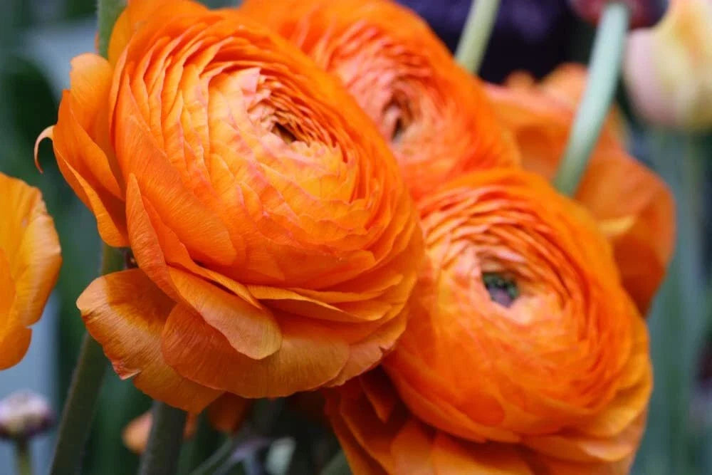 Orange Ranunculus Bulbs - 10 Pack for Planting - Bright Orange Flowers - Ranunculus asiaticus