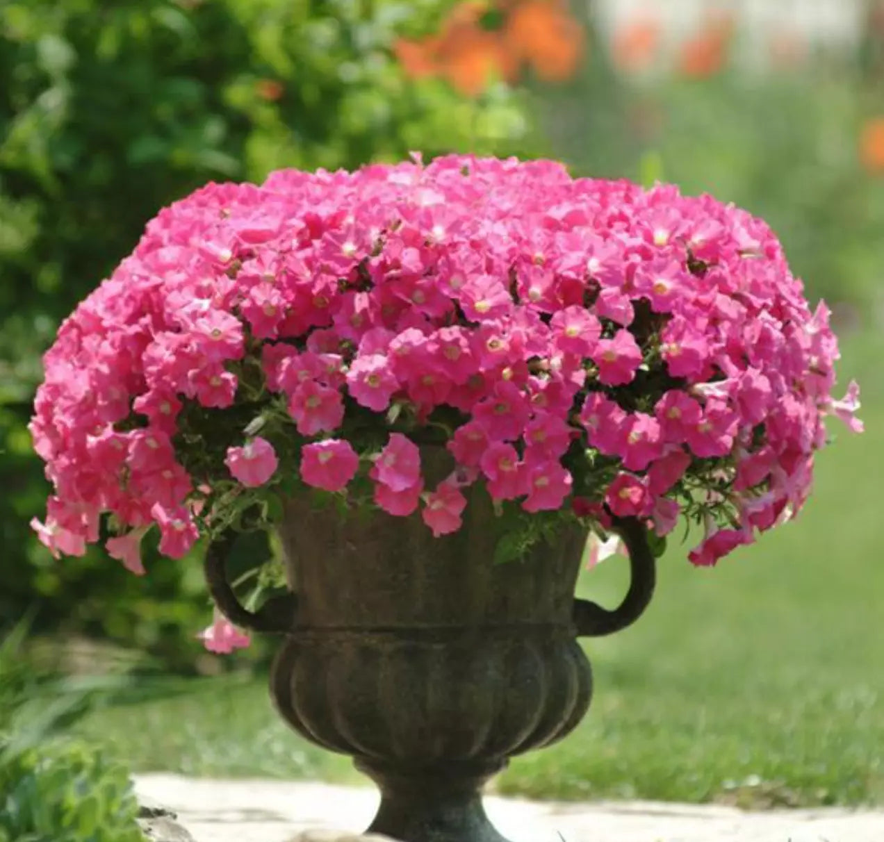 Petunia Shock Wave Rose Live Annual Plants - 10 Baby Plugs, Intense Pink with Golden Center, Petunia x hybrida