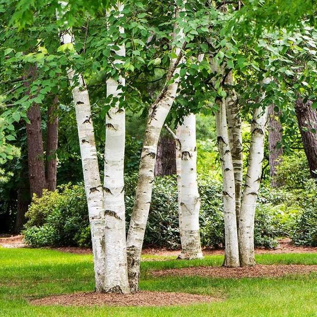 Paper Birch Seeds - Organic Betula papyrifera Tree Seeds for Planting, Native North American Deciduous Tree, Full Sun, Pack of 100