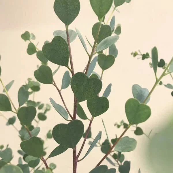 Heart Eucalyptus Tree Seeds - Webster's Mallee, Eucalyptus polybractea, Native Australian Drought Tolerant, Fast-Growing