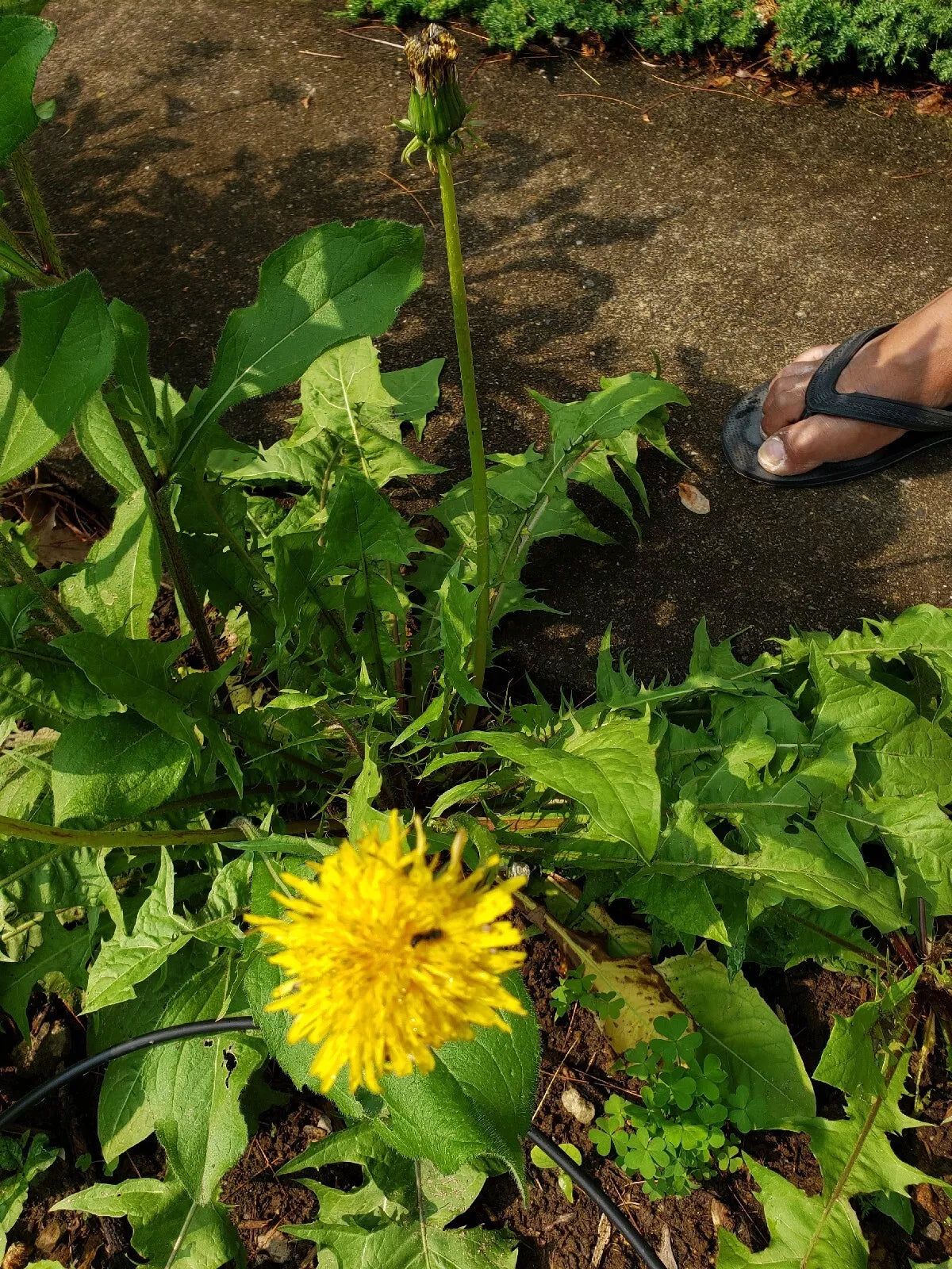 Dandelion Live Organic Plants 10 Count - Non-GMO Roots for Gardening - Taraxacum officinale